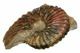 Ammonite (Eupachydiscus) Fossil - British Columbia #180790-1